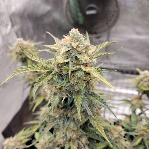 Blue Dream auto #2 (ILGM) growlog timeline photo