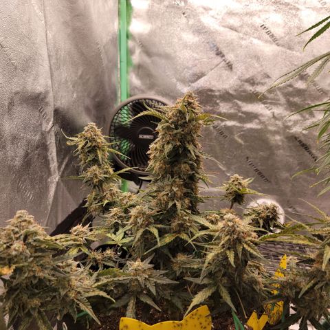Blue Dream auto #2 (ILGM) growlog timeline photo