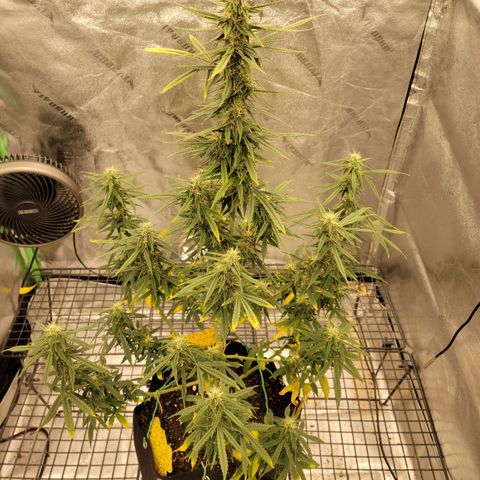 Blue Dream Auto #1 (ILGM) growlog timeline photo