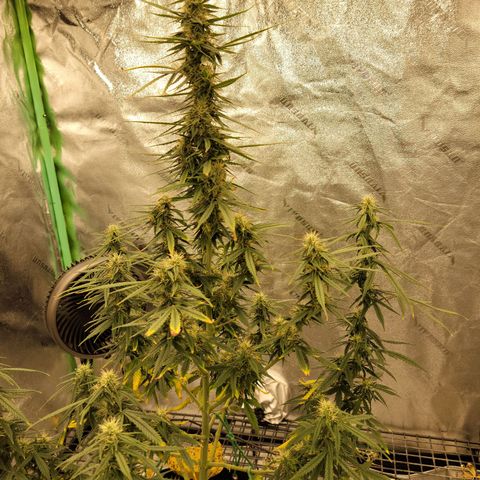 Blue Dream Auto #1 (ILGM) growlog timeline photo