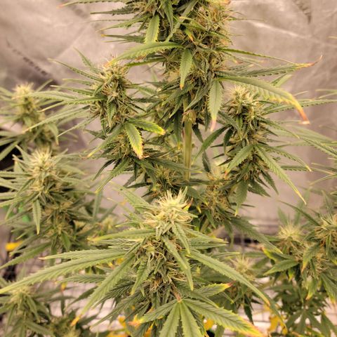 Blue Dream Auto #1 (ILGM) growlog timeline photo