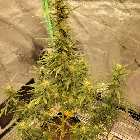 Blue Dream Auto #1 (ILGM) growlog timeline photo