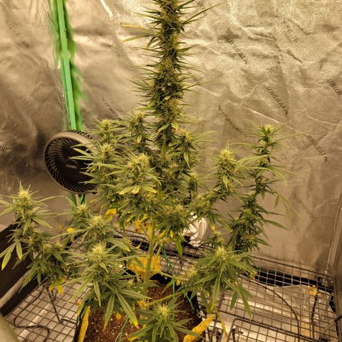 Blue Dream Auto #1 (ILGM) growlog timeline photo