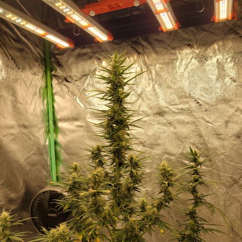 Blue Dream Auto #1 (ILGM) growlog timeline photo