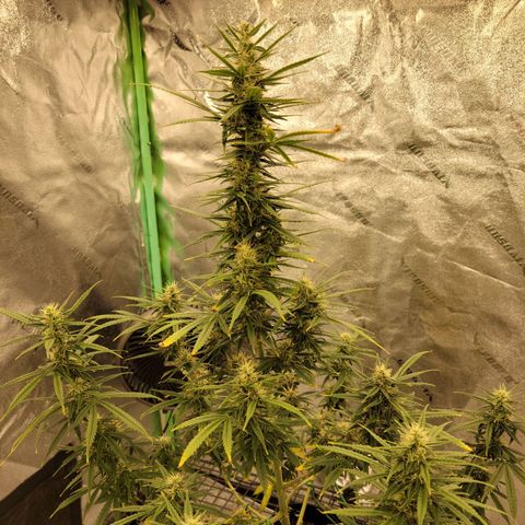 Blue Dream Auto #1 (ILGM) growlog timeline photo