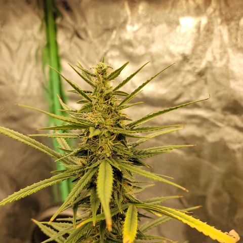 Blue Dream Auto #1 (ILGM) growlog timeline photo