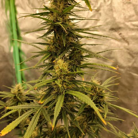 Blue Dream Auto #1 (ILGM) growlog timeline photo