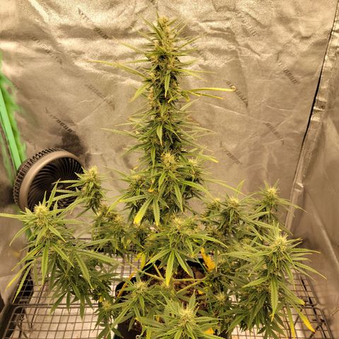 Blue Dream Auto #1 (ILGM) growlog timeline photo