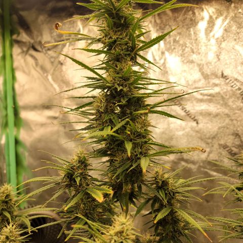 Blue Dream Auto #1 (ILGM) growlog photo: Recovery is almost finished. Still some light damage. I expect this to finish in 3-4 weeks, hopefully..