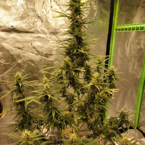 Blue Dream Auto #1 (ILGM) growlog photo: Recovery is almost finished. Still some light damage. I expect this to finish in 3-4 weeks, hopefully..