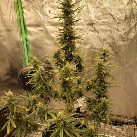 Blue Dream Auto #1 (ILGM) growlog photo: Recovery is almost finished. Still some light damage. I expect this to finish in 3-4 weeks, hopefully..