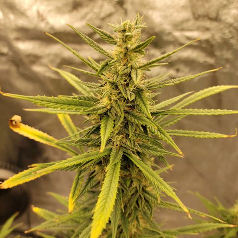 Blue Dream Auto #1 (ILGM) growlog photo: Recovery is almost finished. Still some light damage. I expect this to finish in 3-4 weeks, hopefully..