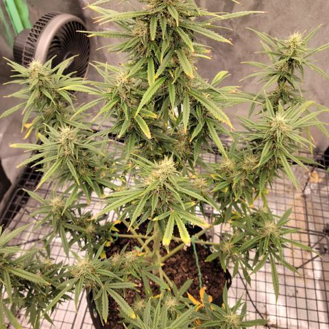 Blue Dream Auto #1 (ILGM) growlog photo: Recovery is almost finished. Still some light damage. I expect this to finish in 3-4 weeks, hopefully..