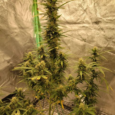 Blue Dream Auto #1 (ILGM) growlog photo: Recovery is almost finished. Still some light damage. I expect this to finish in 3-4 weeks, hopefully..