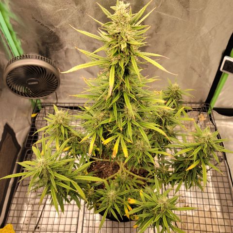 Blue Dream Auto #1 (ILGM) growlog timeline photo