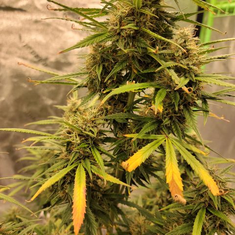 Blue Dream Auto #1 (ILGM) growlog timeline photo