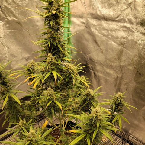 Blue Dream Auto #1 (ILGM) growlog timeline photo