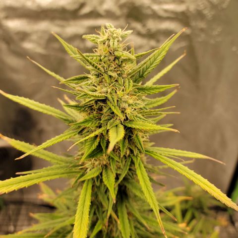 Blue Dream Auto #1 (ILGM) growlog timeline photo