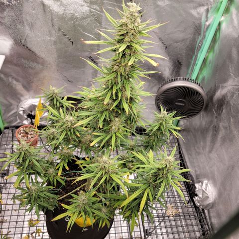 Blue Dream Auto #1 (ILGM) growlog timeline photo