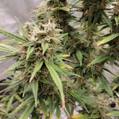 Blue Dream Auto #1 (ILGM) growlog timeline photo