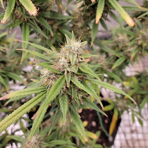 Blue Dream Auto #1 (ILGM) growlog timeline photo