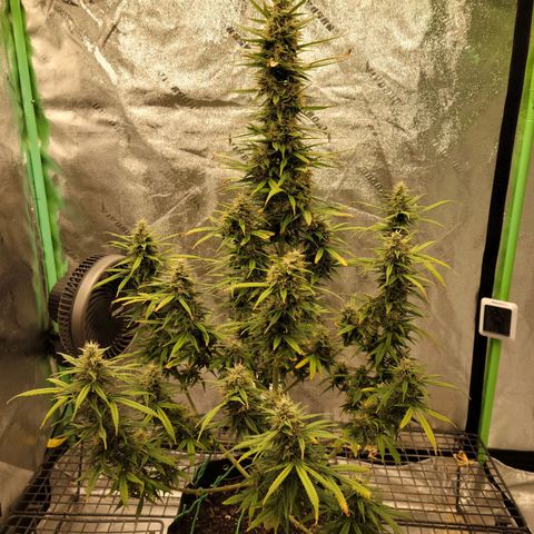 Blue Dream Auto #1 (ILGM) growlog timeline photo