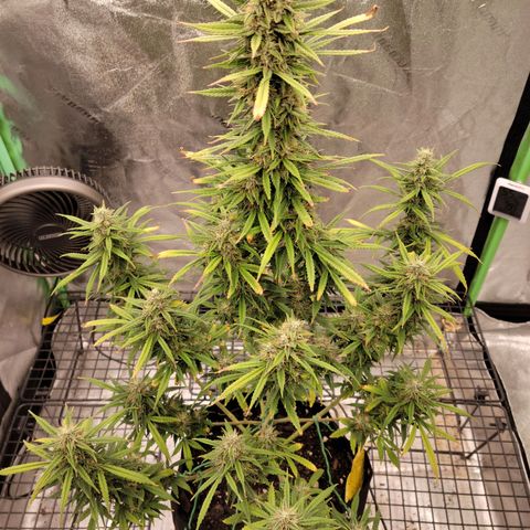 Blue Dream Auto #1 (ILGM) growlog timeline photo
