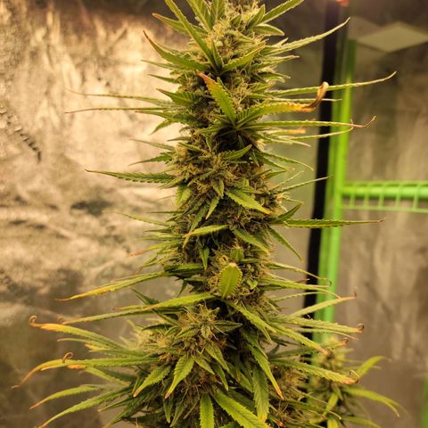 Blue Dream Auto #1 (ILGM) growlog timeline photo