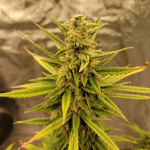 Blue Dream Auto #1 (ILGM) growlog timeline photo