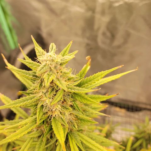 Blue Dream Auto #1 (ILGM) growlog photo: Starting to fade.