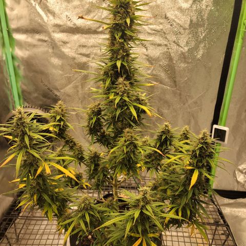 Blue Dream Auto #1 (ILGM) growlog photo: Starting to fade.