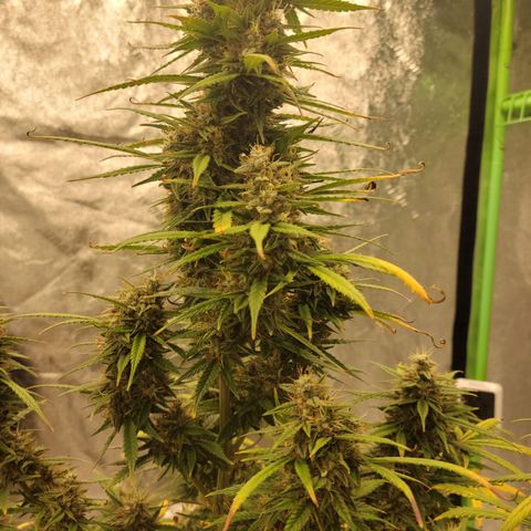 Blue Dream Auto #1 (ILGM) growlog photo: Starting to fade.