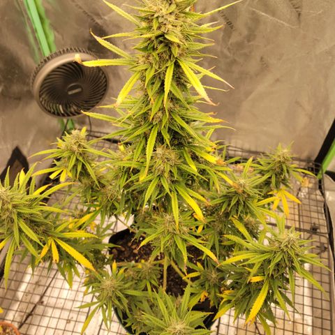 Blue Dream Auto #1 (ILGM) growlog photo: Starting to fade.