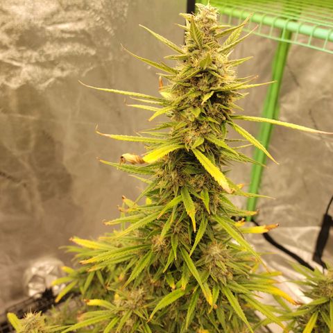 Blue Dream Auto #1 (ILGM) growlog photo: Starting to fade.