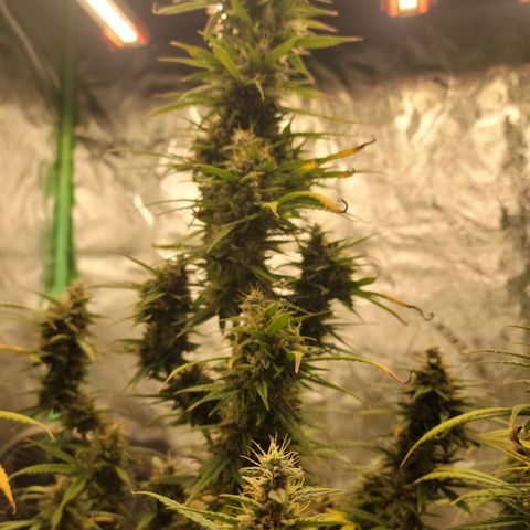 Blue Dream Auto #1 (ILGM) growlog photo: Starting to fade.
