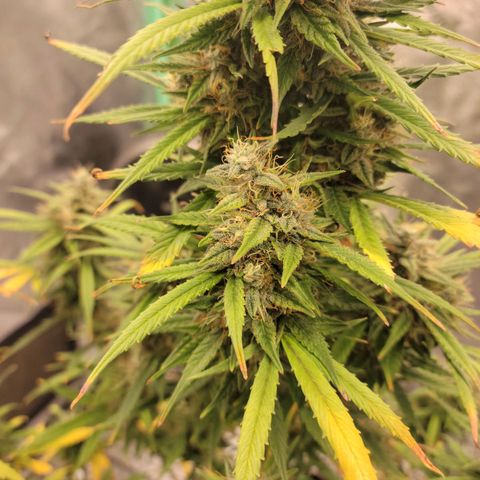 Blue Dream Auto #1 (ILGM) growlog photo: Starting to fade.