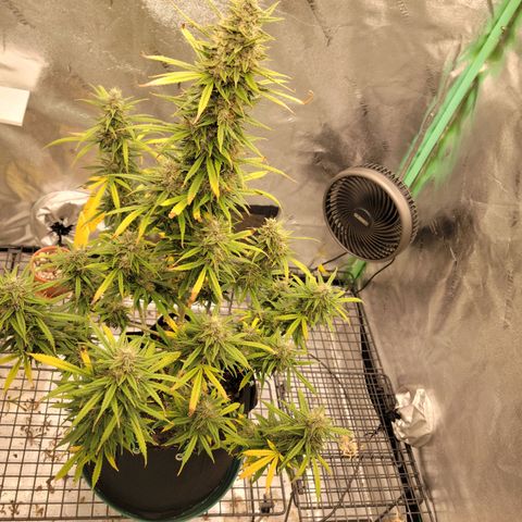 Blue Dream Auto #1 (ILGM) growlog photo: Starting to fade.