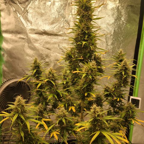 Blue Dream Auto #1 (ILGM) growlog timeline photo