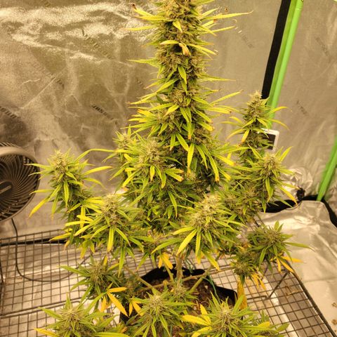 Blue Dream Auto #1 (ILGM) growlog timeline photo