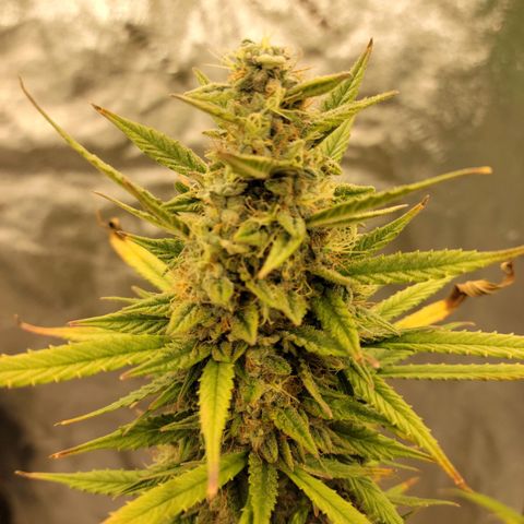 Blue Dream Auto #1 (ILGM) growlog timeline photo