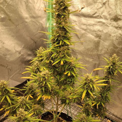 Blue Dream Auto #1 (ILGM) growlog timeline photo