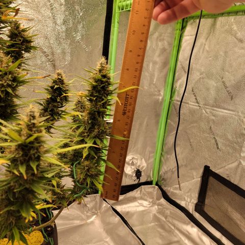 Blue Dream Auto #1 (ILGM) growlog photo: Main cola is ok, firm but not there yet. Satellite buds are airy. I'll give it till the 1st.