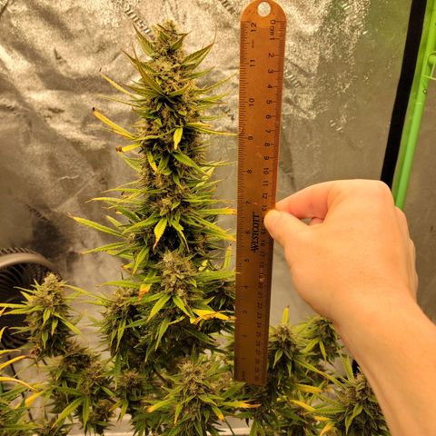 Blue Dream Auto #1 (ILGM) growlog photo: Main cola is ok, firm but not there yet. Satellite buds are airy. I'll give it till the 1st.