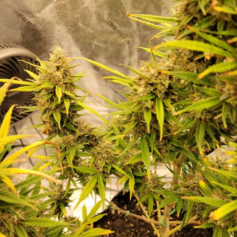 Blue Dream Auto #1 (ILGM) growlog photo: Main cola is ok, firm but not there yet. Satellite buds are airy. I'll give it till the 1st.