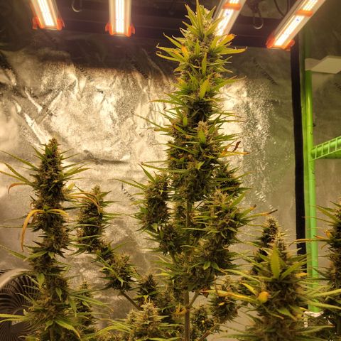 Blue Dream Auto #1 (ILGM) growlog photo: Main cola is ok, firm but not there yet. Satellite buds are airy. I'll give it till the 1st.