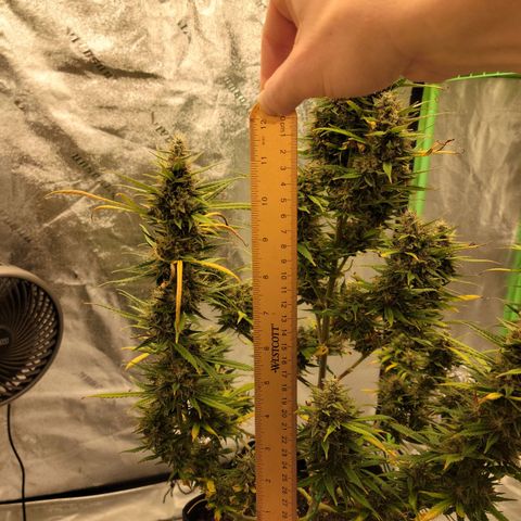 Blue Dream Auto #1 (ILGM) growlog photo: Main cola is ok, firm but not there yet. Satellite buds are airy. I'll give it till the 1st.