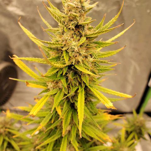 Blue Dream Auto #1 (ILGM) growlog photo: Main cola is ok, firm but not there yet. Satellite buds are airy. I'll give it till the 1st.