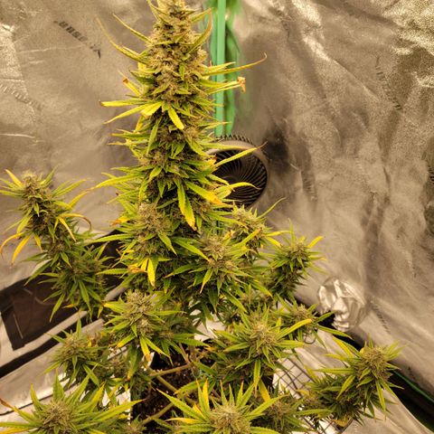 Blue Dream Auto #1 (ILGM) growlog photo: Main cola is ok, firm but not there yet. Satellite buds are airy. I'll give it till the 1st.