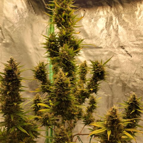 Blue Dream Auto #1 (ILGM) growlog timeline photo