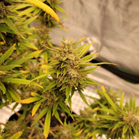 Blue Dream Auto #1 (ILGM) growlog timeline photo